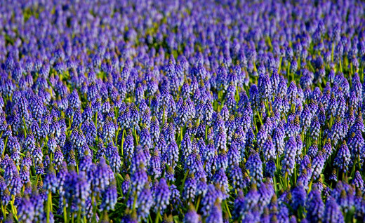 452266 (a): :2600x1590